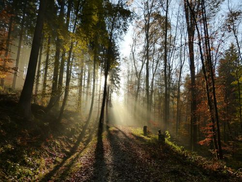 forest light shadow