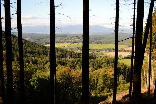 forest mountains nature