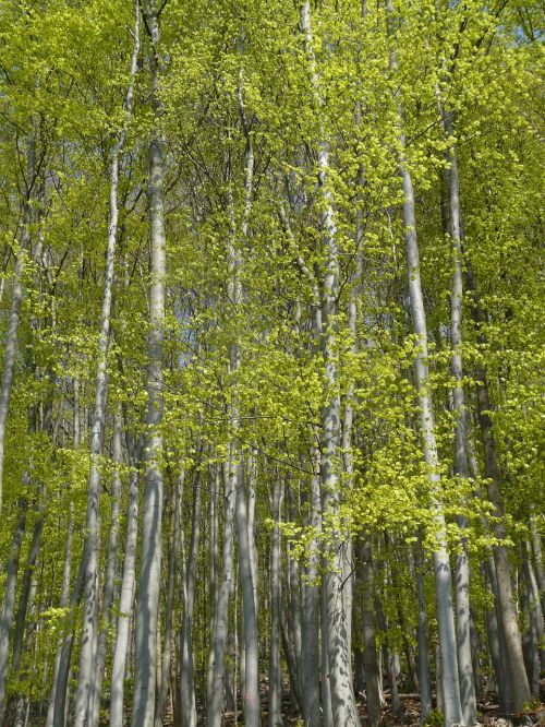 forest book beech wood