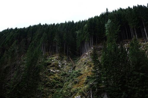 forest trees landscape