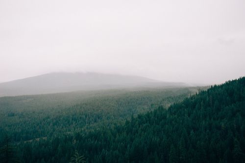 forest fog foggy