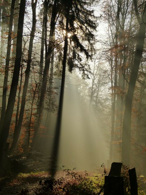 forest fog mood