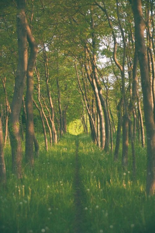 forest trees nature