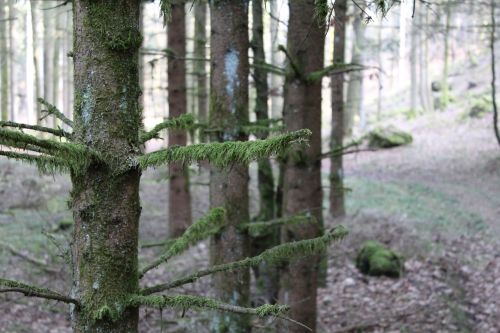 forest tree moss