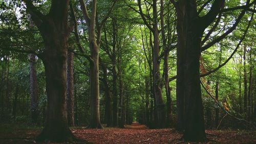 forest woods leaves