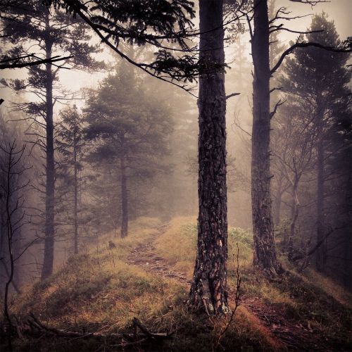 forest woods fog