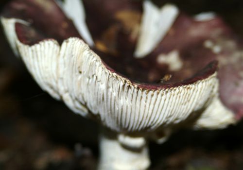 forest mushroom lamellar