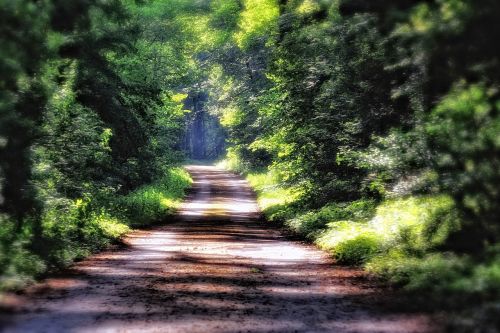 forest forest path away