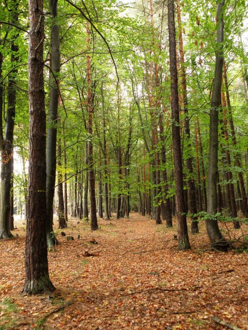 forest beech pine