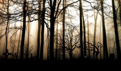 forest dark fog