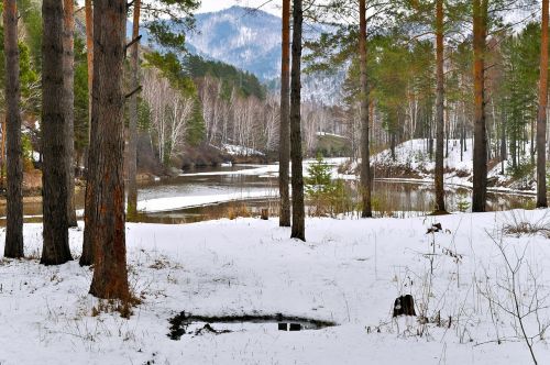 forest snow river