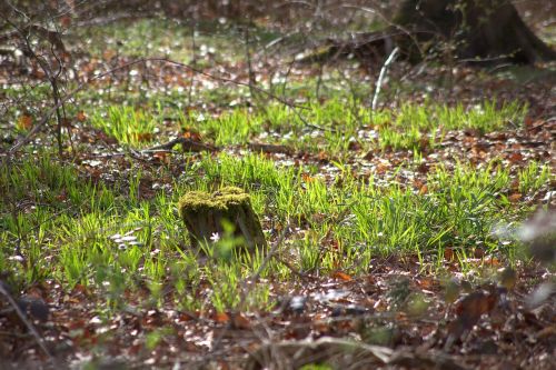 forest tree stump bemoost