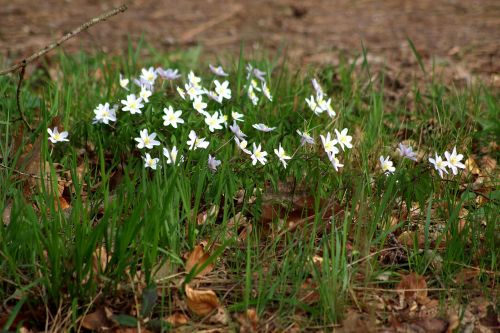 forest flower nature