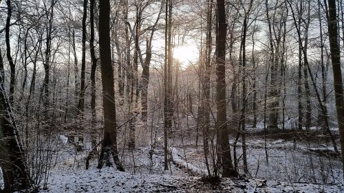 forest view nature