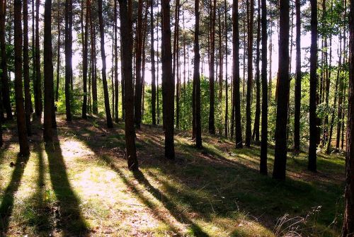 forest light shadows