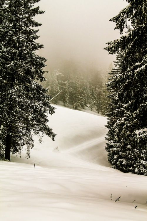 forest winter plant