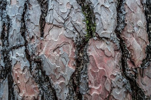 forest log bark