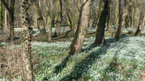 forest snowdrop spring