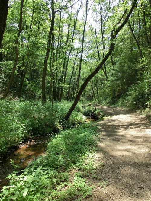 forest path trees