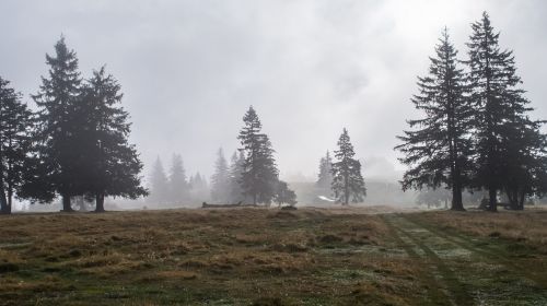 forest romania mountains