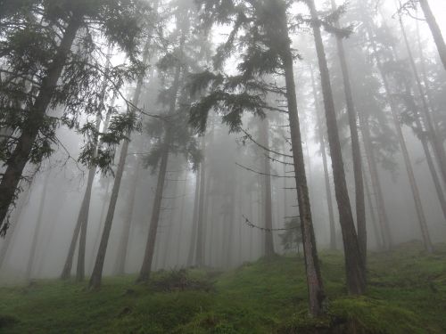 forest colourless fog