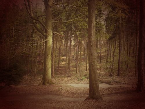 forest tree landscape