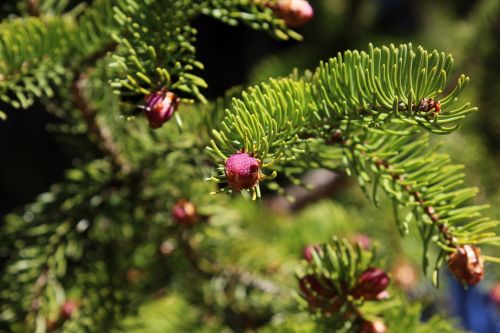 forest spring bud