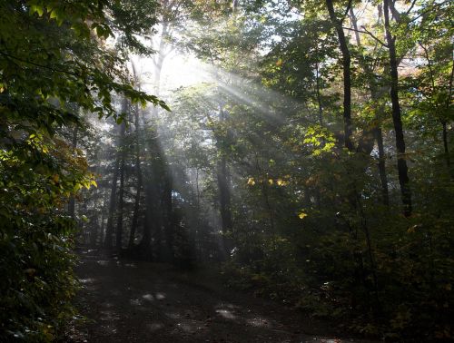 forest trees sun