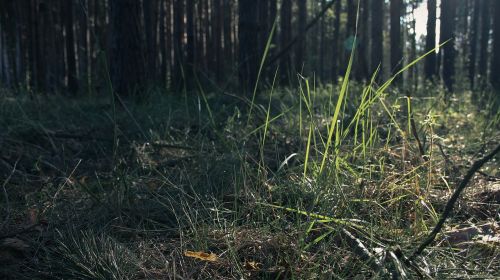 forest grass sunrise