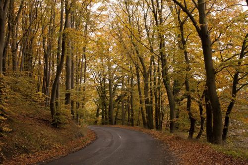 forest nature autumn