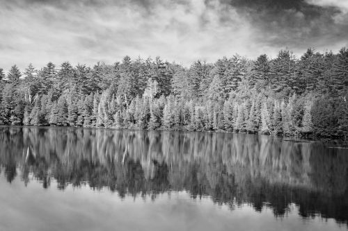 forest nature black and white