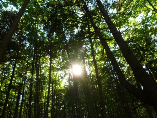 forest sunlight nature