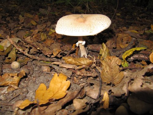 forest mushrooms autumn