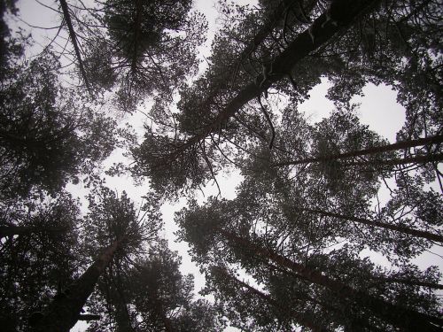 forest sky winter