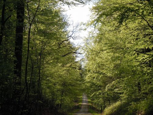 forest nature landscape