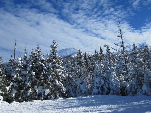 forest fir trees winter