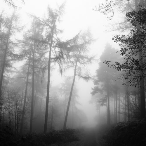 forest fog nature