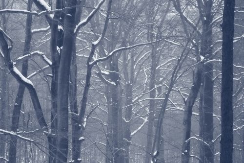 forest winter snow