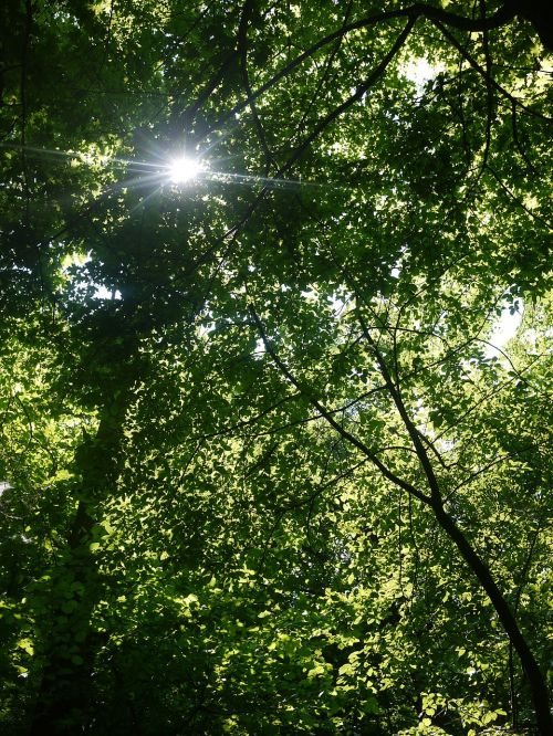 forest foliage greens