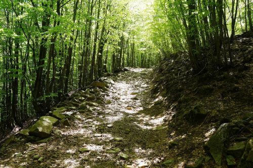 forest trail trees