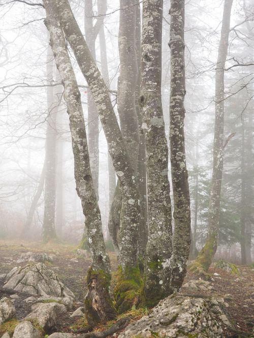 forest trees tree trunks