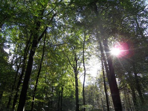 forest light trees