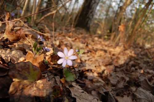 forest spring nature