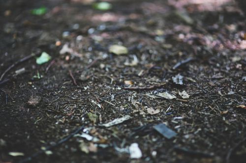 forest litter woods