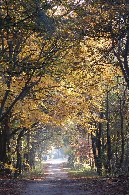 forest nature autumn