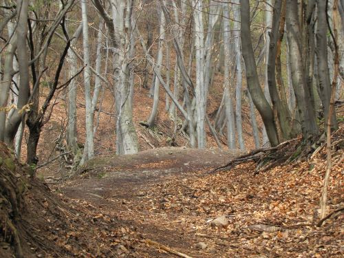 forest autumn nature