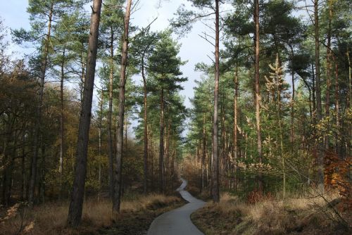 forest woods path