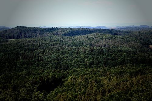 forest nature hiking