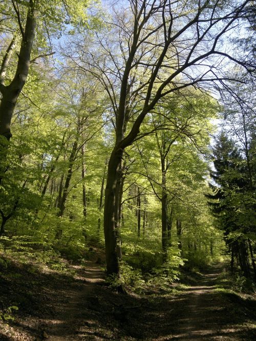 forest holy mountain heidelberg