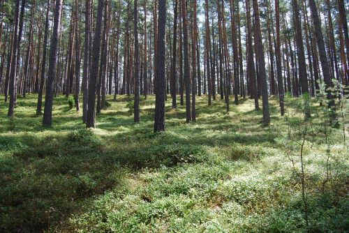 forest nature tree